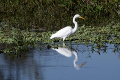 Egret_69362-