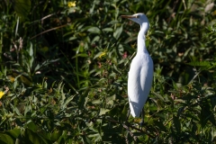 Egret_69984-