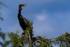Enhinga_68377-