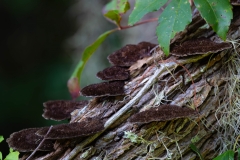 Fungus-63829