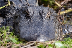 Gator-61088-61088