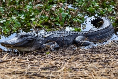 Gator-61132-