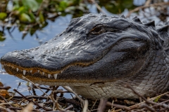 Gator-61136-