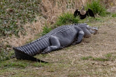 Gator-61161-