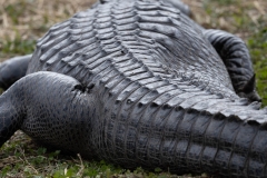 GatorHiney-61191-
