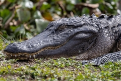 GatorSleeping-61094-
