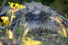 Gator_60089-