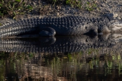 Gator_60151-