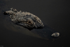 Gator_60249-