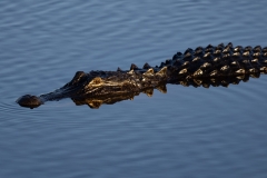 Gator_60257-