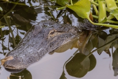 Gator_60267-