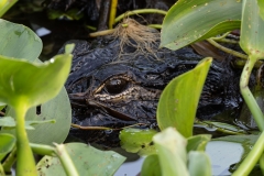 Gator_60271-