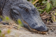 Gator_60273-