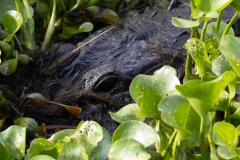 Gator_62269-