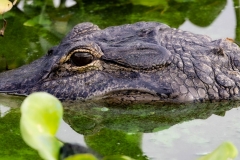 Gator_62276-