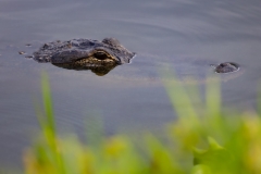 Gator_62287-