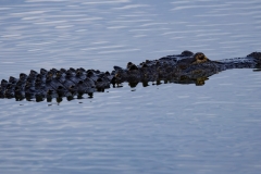 Gator_62370-