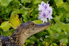 Gator_62371-