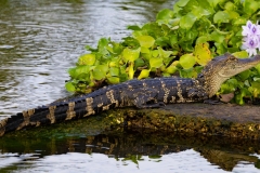 Gator_62374-