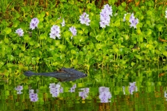 Gator_62384-