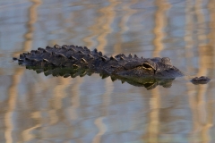 Gator_62421-