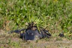 Gator_69734-