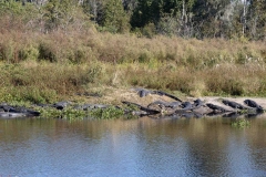 Gators_69912-
