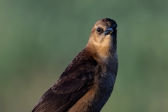 Grackel_61817-