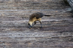 Grackle_67110-