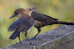 Grackle_67169-