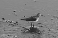 Green-Sandpiper2-64457