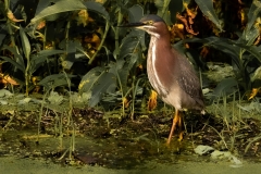 Green-heron-66320-66320