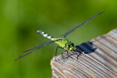 GreenDragon-63968