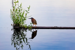 GreenHeron_61593-