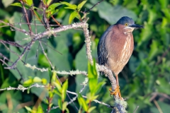 GreenHeron_61616-