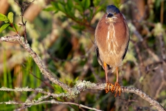 GreenHeron_61624-