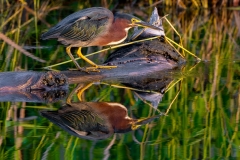 GreenHeron_68238-