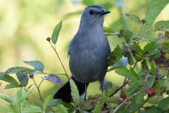Grey-Catbird-63896