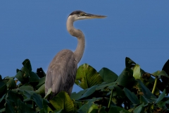 Heron-66302-