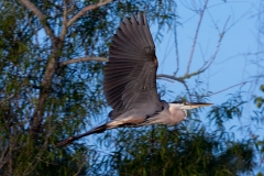 Heron-66645-