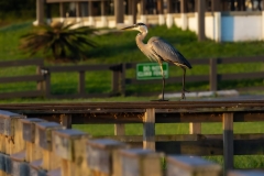 Heron-Dock1-66590-