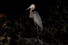 Heron_60003-