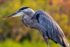 Heron_68214-