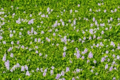 Hyacinth_62266-