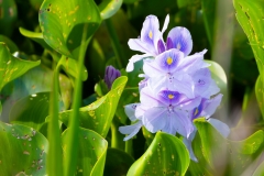 Hyacinth_62270-