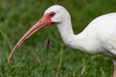 Ibis67470-