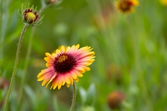 IndianBlanket_62208-