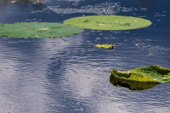 LillyPad_68499-