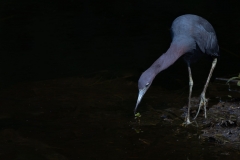 Little-Blue-Heron_67926-