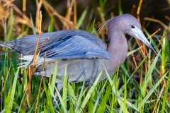 LittleBlue_61788-61788